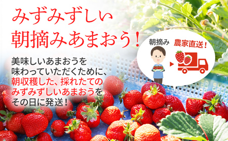 いちご ジャム用あまおういちご 2kg 【2月後半～5月前半発送】BD07