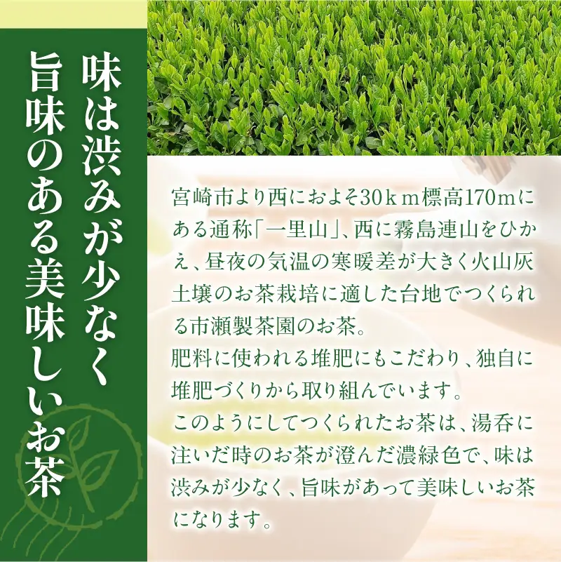 創業明治15年宮崎美老園銘茶詰め合わせAセット(宮崎市高岡町一里山産煎茶) 茶葉 茶 お茶