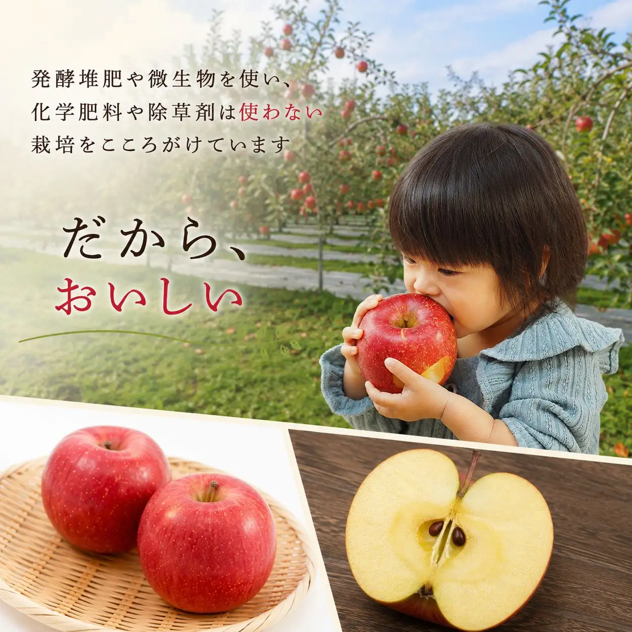 りんご 完熟 ふじ 3kg 箱｜【11月下旬より順次お届け】リンゴ 林檎 フルーツ 果物 栃木県矢板市産