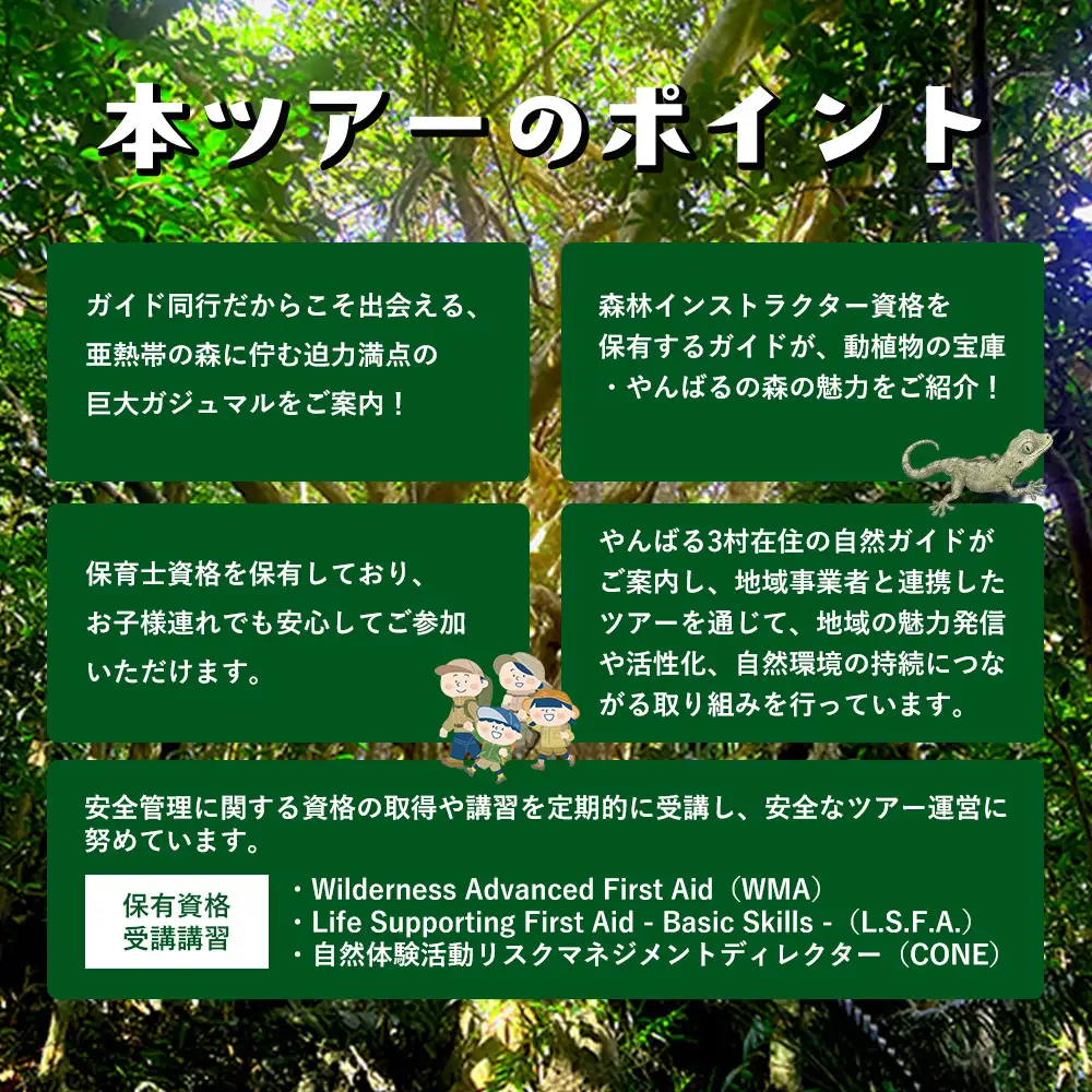 沖縄県北部やんばる・ガジュマルの王様に会いに行こう♪【3名様】