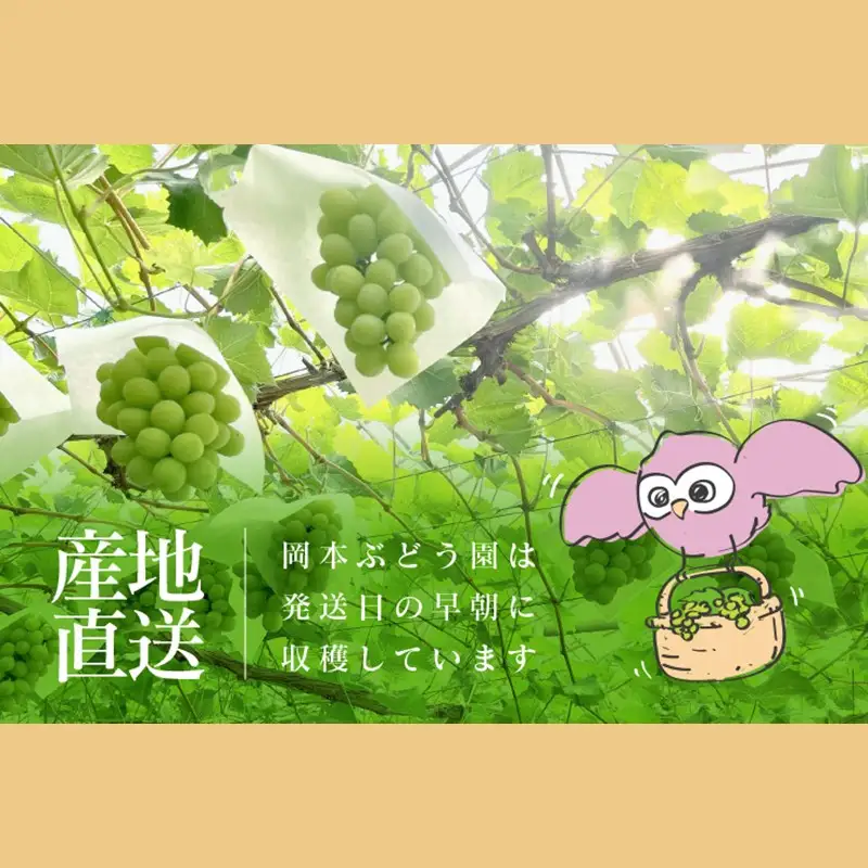 シャインマスカット 約750g【A5-542】