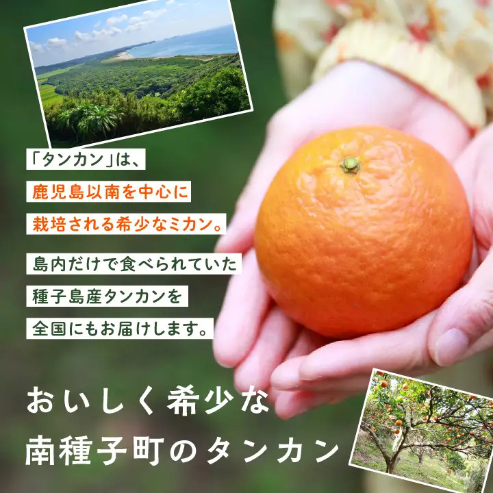 《 先行予約 》種子島産 タンカン 約5kg （24玉～30玉）【2027年2月中旬～3月中旬頃順次発送】【南種子町果樹部会】
