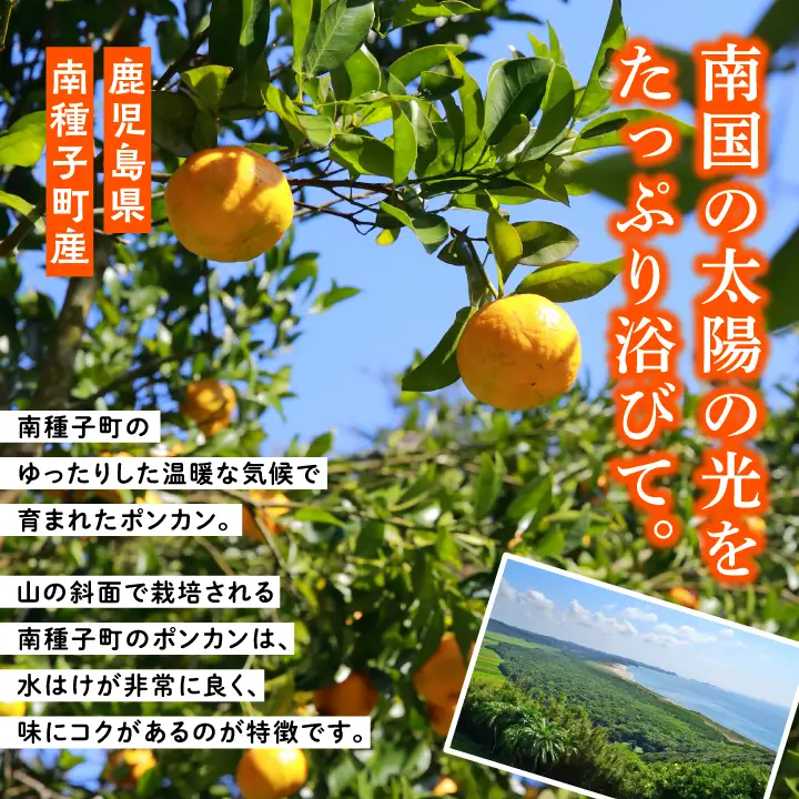 《 先行予約 》 種子島産ポンカン約5kg （24玉～30玉）【2026年12月中旬頃～1月中旬頃順次発送 】【南種子町果樹部会】