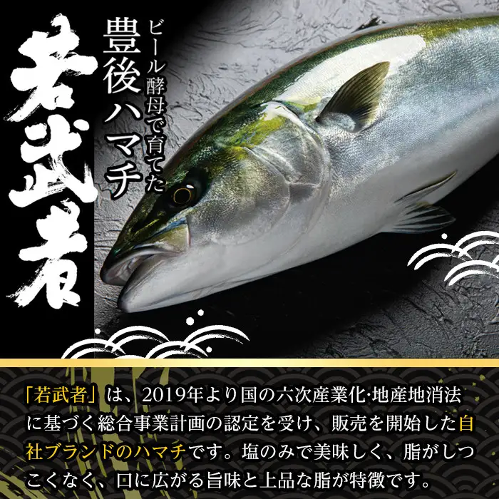 ＜先行予約受付中！2026年11月以降順次発送予定＞豊後ハマチ 若武者(丸一本) ハマチ はまち 鮮魚 旬 刺身 鰤しゃぶ 竜田揚げ りゅうきゅう 国産 大分県 佐伯市 特産品【GS001】【浪井丸天水産】