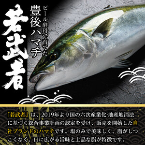 ＜先行予約受付中！2026年11月以降順次発送予定＞豊後ハマチ 若武者(三枚おろし半身) ハマチ はまち 鮮魚 旬 刺身 三枚おろし 国産 大分県 佐伯市 特産品【GS003】【浪井丸天水産】