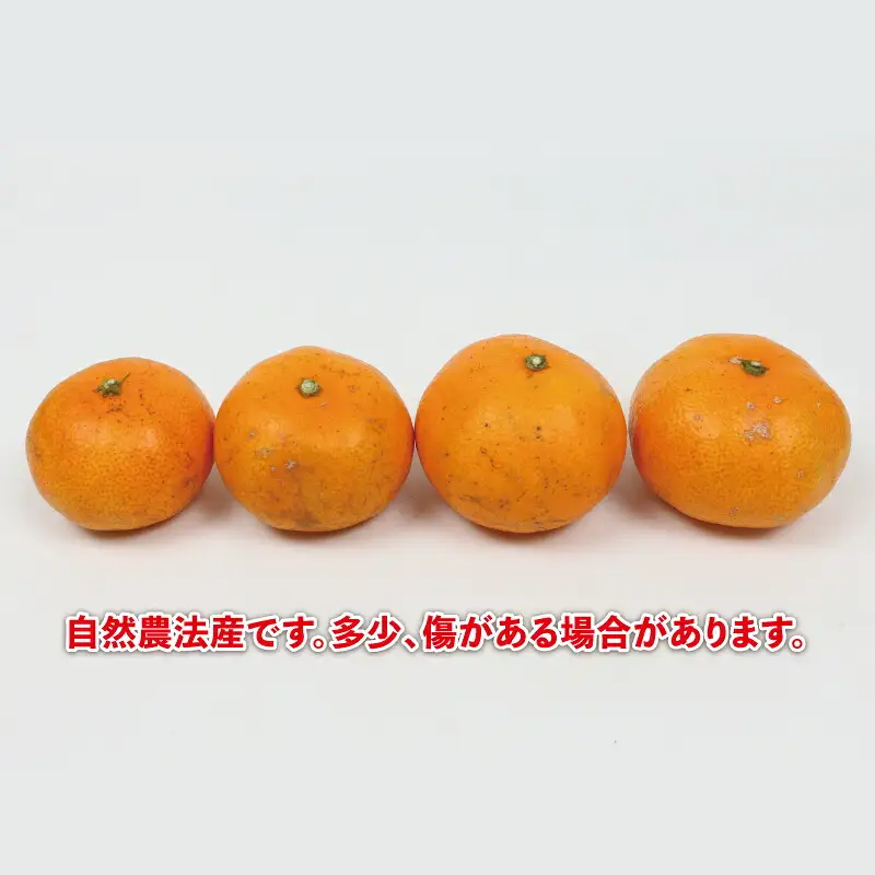 みかん 温州みかん 5kg 栽培期間中 なかい果樹園 柑橘 【 みかん 温州 】 B014-144002
