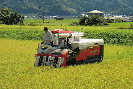 【令和8年度新米 玄米】特別栽培 越前市産ミルキークイーン 5kg