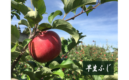 10月りんご２種詰め合わせセット 約5kg （12～15玉）　【1705】