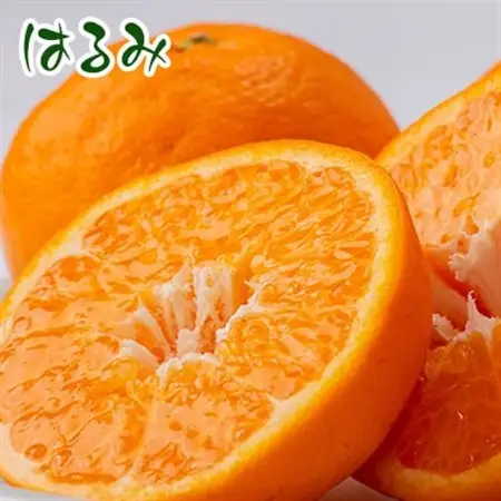 せとみ＆はるみの食べ比べ_果物・フルーツ  柑橘 _【1430970】