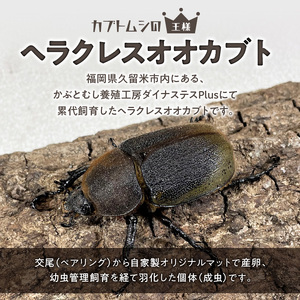 【ヘラクレスオオカブト】メス1匹（フリーサイズ）_ヘラクレスオオカブト メス 1匹 サイズフリー 養殖工房 累代飼育 自家製 オリジナルマット 産卵 幼虫 管理 成虫 ヘラクレス オオカブト コガネムシ科 カブトムシ 甲虫 昆虫 生体 飼育 観察 鑑賞 生き物 生物 お取り寄せ 福岡県 久留米市 送料無料 〔Pb004〕