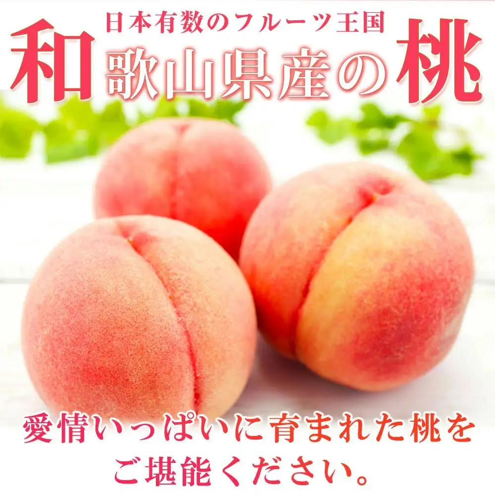 紀州和歌山産の桃 15玉　化粧箱入［2027年6月下旬より順次発送］［UT97］