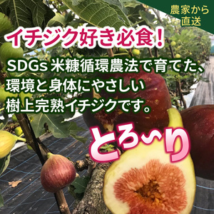 SDGs米糠循環農法で育てた樹上完熟イチジク　訳あり品1キロ以上（サイズ混合18個）【産地直送2026年8月より順次出荷】_イチジク 訳あり品 1キロ 以上 サイズ 混合 18個 SDGs 米糠循環農法 樹上完熟 露地栽培 桝井ドーフィン ドライフルーツ ジャム スムージー 福岡県 久留米市 酒見農産 お取り寄せグルメ お取り寄せ 送料無料 産地直送  〔Gv042〕