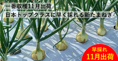 新たまねぎ3kg 野菜 サラダ 玉ねぎ たまねぎ スープ カレー たまねぎ 国産 オニオン お取り寄せ 常温 送料無料 青果市場 愛媛県 愛南町 発送:11月上旬?