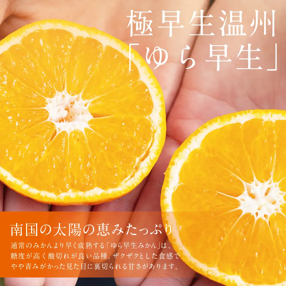 【先行受付：9月発送開始】鹿児島県産 ゆら早生みかん 約5kg ≪ 期間限定 ≫ 先行予約 柑橘 くだもの フルーツ 果実 みかん ミカン 蜜柑 温州みかん 極早生 わせみかん 甘味 ジューシー 鹿児島県南さつま市産 国産 国内産 JA南さつま