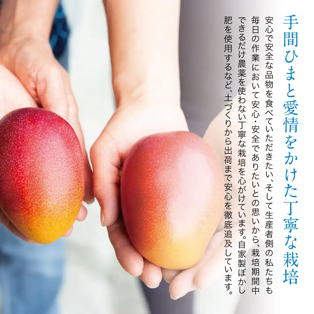 【7月中旬出荷開始】鹿児島県産 完熟アップルマンゴー 約1kg（2～3玉）贈答品用 ギフト 果物 フルーツ 国産 鹿児島県南さつま市産 有限会社秀美園