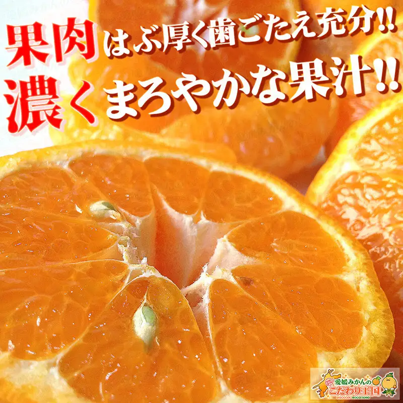 訳あり ポンカン 8kg 先行予約 中井屋 愛媛みかん 愛媛みかん B010-173003