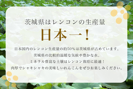 野口誠の蓮根 約4kg れんこん レンコン 蓮根 野菜 国産 期間限定 57-A