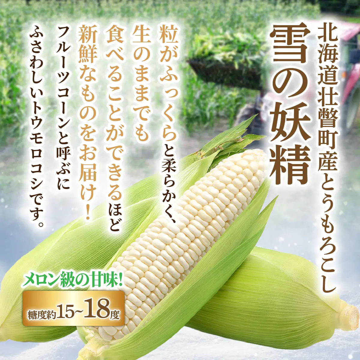 ＜2026年8月下旬よりお届け＞【朝採り】北海道壮瞥産 白いとうもろこし「雪の妖精」Lサイズ12本(約4kg) SBTQ001