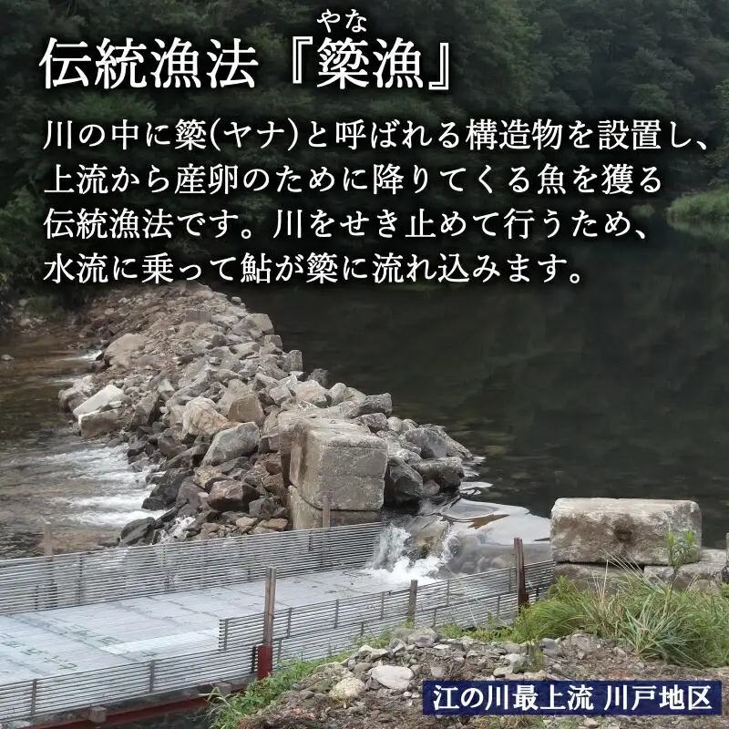 《先行予約》 鮎 アユ 天然 冷凍 4匹 秋あゆ 落ち鮎 広島 江の川の天然鮎 簗漁鮎 季節限定_KA088_001