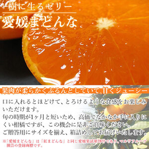 【先行予約】紅まどんなと同品種！＜愛媛まどんな 約2.5kg（約7～15個入り）＞柑橘 フルーツ オレンジ マドンナ 愛媛果試第28号 期間限定 季節 食べて応援 贈答用 ギフト 特産品 宇都宮物産 愛媛県 西予市【常温】『2026年11月下旬～12月下旬迄に順次出荷予定』UUB0037
