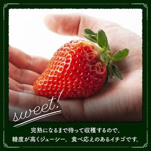 【令和9年発送】大粒さがほのか9~12粒入×2パック 【 国産 イチゴ 苺 果物 くだもの 期間限定 数量限定 】 