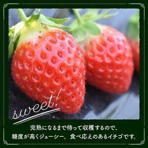 【令和9年発送】さがほのか（L~2L）15~18粒入×2パック 【 国産 イチゴ 苺 くだもの 果物 期間限定 数量限定 】