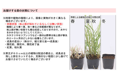 水辺植物 水芭蕉（4～4.5号）×3ポット