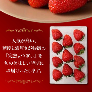 池田農園の特別栽培完熟よつぼし　250g×4パック_池田農園 特別栽培 完熟 よつぼし 250g × 4パック 濃厚 甘い 安心安全 栄養価が高い 福岡エコ農産物 いちご 果物 フルーツ スイーツ いちご煮 いちごジャム スムージー おやつ ストロベリー ゆりかーご お取り寄せ 贈り物 福岡県 久留米市 送料無料 〔Fi112〕