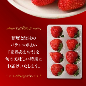 池田農園の特別栽培完熟あまおう　250g×4パック_池田農園 特別栽培 完熟 あまおう 250g×4パック 糖度 酸味 安心安全 栄養価が高い 福岡エコ農産物 いちご 果物 フルーツ スイーツ いちご煮 いちごジャム スムージー おやつ ストロベリー ゆりかーご お取り寄せ 贈り物 福岡県 久留米市 送料無料 〔Fi064〕