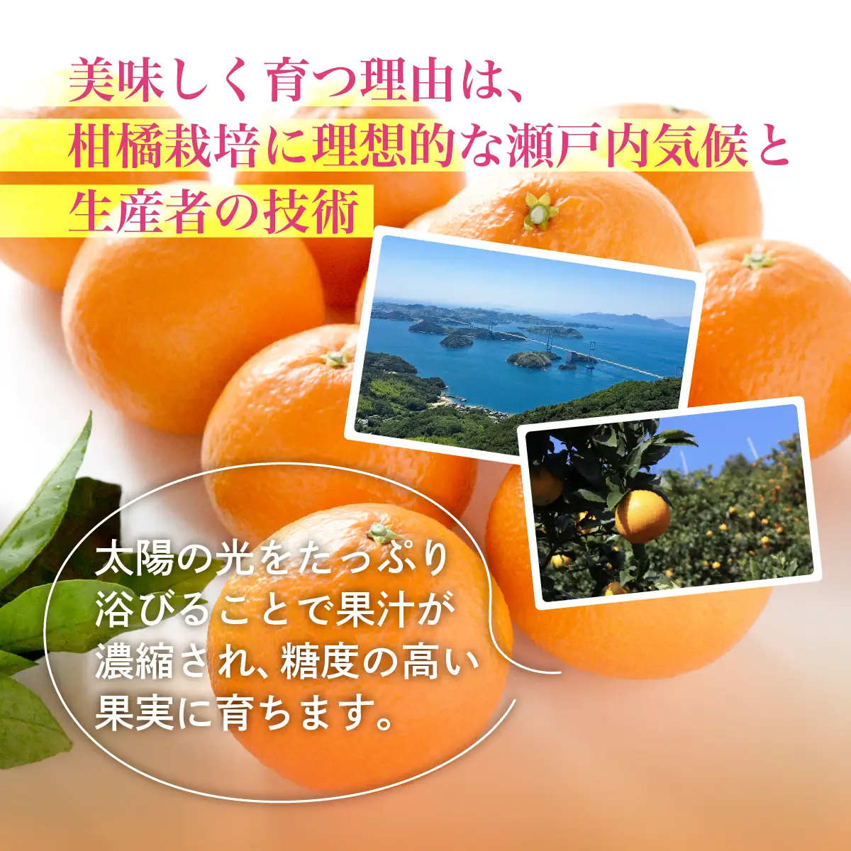 【先行受付】紅まどんな　化粧箱　3L～L　10～15玉　愛媛県　JAおちいまばり