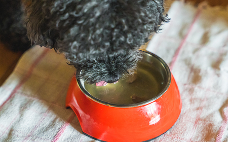 【犬用】鹿肉スープ 200ml × ３袋セット｜ペット フード ウェット シニア ドッグ 餌 ジビエ シカ 小分け ふるさと納税 YZ-3