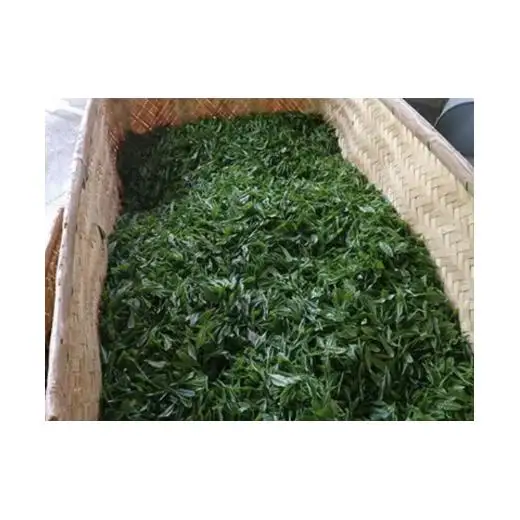 【新茶】大和茶　初摘み一番茶「かぶせ煎茶」３袋セット