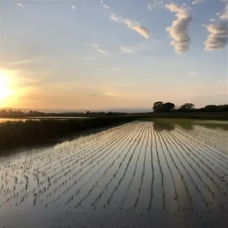 北海道産 特別栽培米ゆめぴりか 白米5kg×2袋精米【1439013】