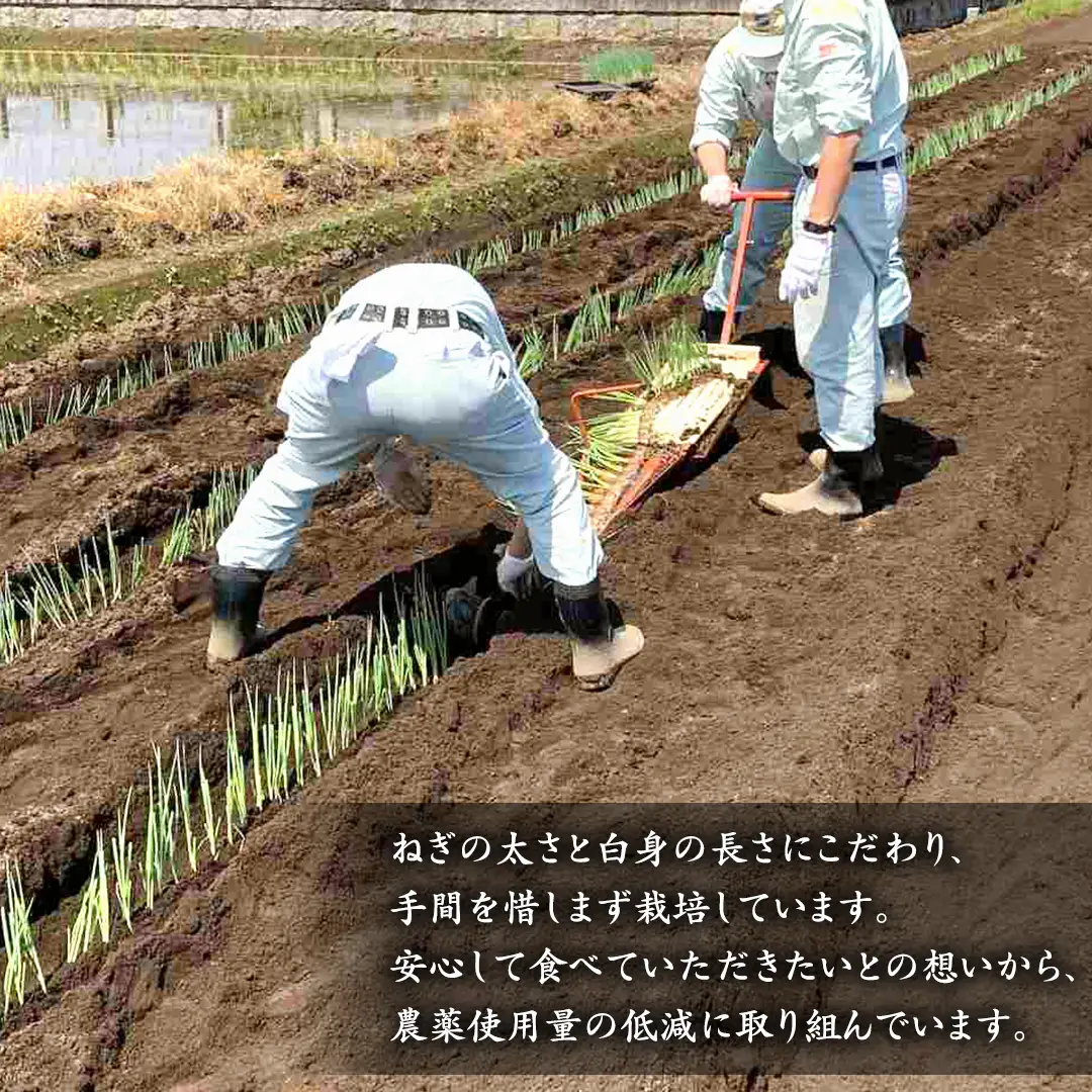 桜川市産 長ねぎ 約3kg ねぎ ネギ 野菜 鍋 [EH001sa]
