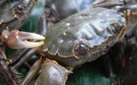 四万十川漁協遊漁券 1年券 【令和8年3月1日～令和9年2月28日】 高知 四万十川 令和9年 令和8年 2027年 2026年 釣り 川釣り フィッシング 遊漁 遊漁券 アウトドア うなぎ ウナギ 鰻 あゆ アユ 鮎 四万十市 四万十 26-113