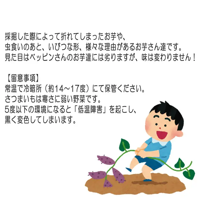 【訳あり】紅はるか5kg No.384