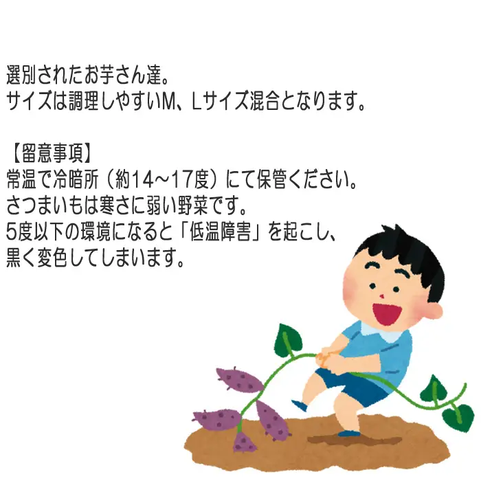 紅はるか5kg No.392