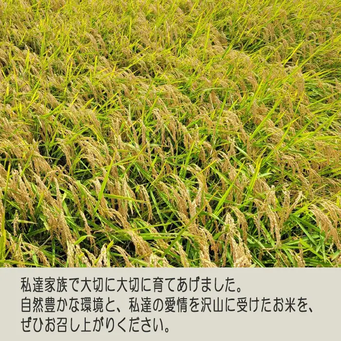 玄米　コシヒカリ20kg【令和7年産】 ／ こしひかり 令和7年 新米 米 お米 おこめ こめ コメ 玄米 げんまい ご飯 国産米 20kg 20キロ 食物繊維 ビタミン ミネラル おいしい お取り寄せ 産地直送 産直 坂東市産 茨城県産 茨城産 茨城県 特産品 No.411