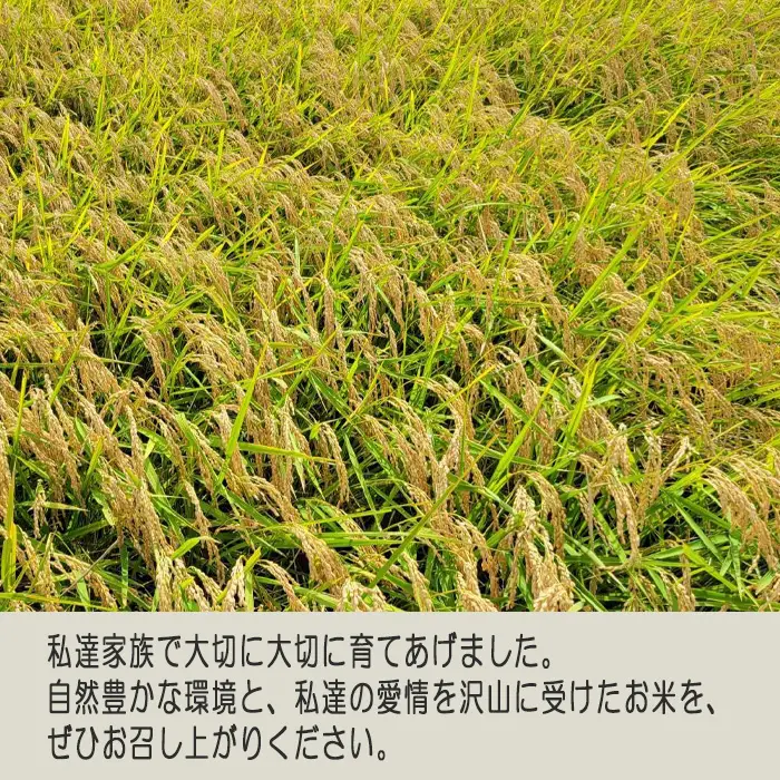 白米　コシヒカリ30kg【令和7年産】 ／ こしひかり 令和7年 新米 米 お米 おこめ こめ コメ 精米 白米 ご飯 国産米 30kg 30キロ おいしい お取り寄せ 産地直送 産直 坂東市産 茨城県産 茨城産 茨城県 特産品 No.415