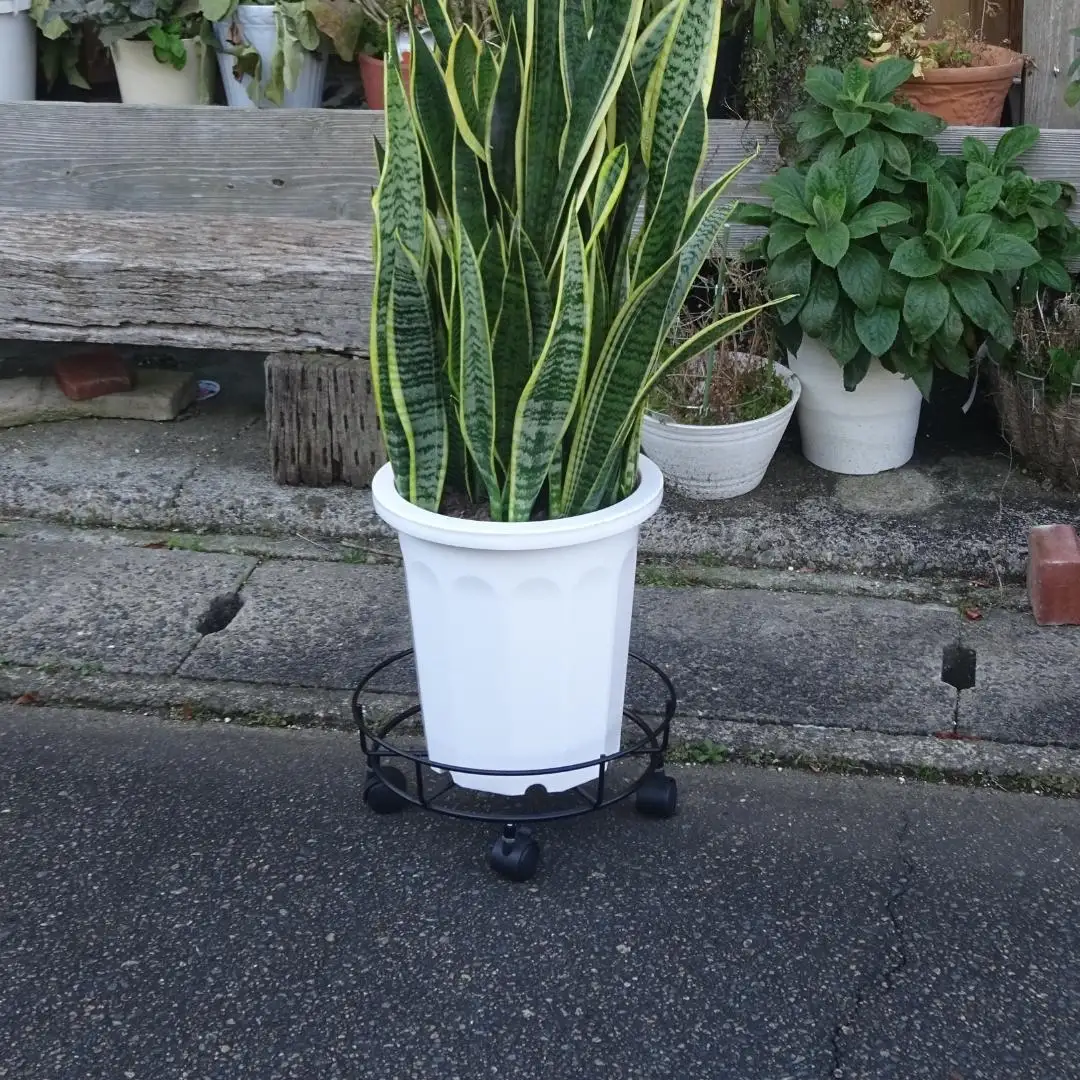キャスター付鉢のせ台 L 植木鉢台 室内利用可 屋外 園芸用品  [株式会社オビタス] 【013S078】