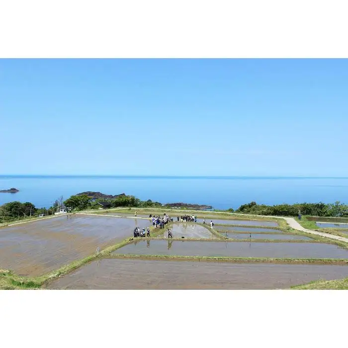 【先行予約】【2026年10月中旬より順次発送】「佐渡の車田植」（国指定 重要無形民俗文化財） 北村家のコシヒカリ3kg （稲穂付き）