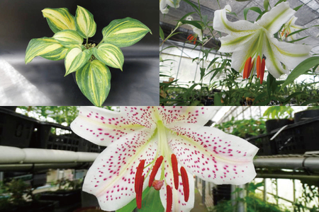 53-01 「路地裏のギボウシ」商品券 2,000円分【植物 希少 品種 多肉植物 利用券 利用チケット 茨城県 阿見町】