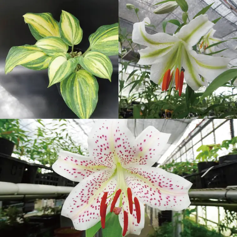 53-03 「路地裏のギボウシ」商品券 20,000円分【植物 希少 品種 多肉植物 利用券 利用チケット 茨城県 阿見町】