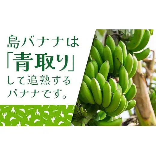 石垣島の島バナナ 1～3房 (約1.2～1.5kg前後入り)  SI-33