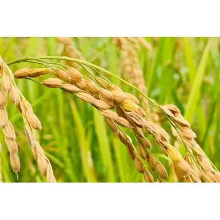 【令和7年産】ヒノヒカリ　白米5kg×2袋　計10kg【1441155】