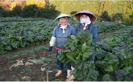 【3回定期便】高菜乃華4個入りセット 高菜漬一筋-前田食品工業 辛子めんたい高菜 辛子高菜 葉がくれ 高菜ご飯の素 F25-48