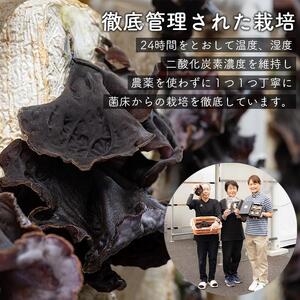 （訳あり）生きくらげ１kg