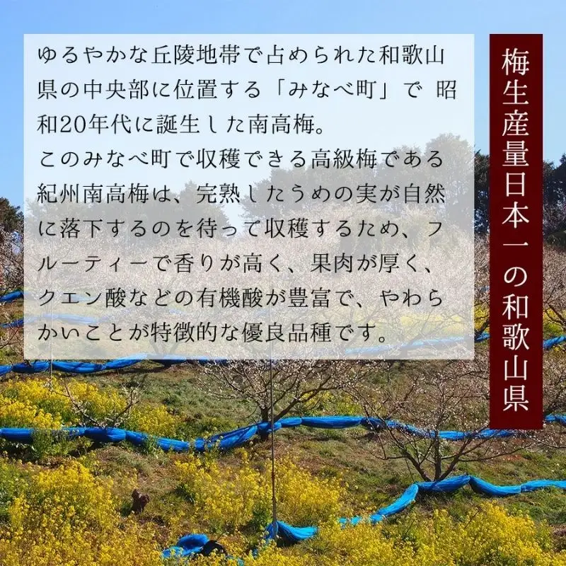 原酒梅酒 720ml 1本　azmn001A【azmn001A】