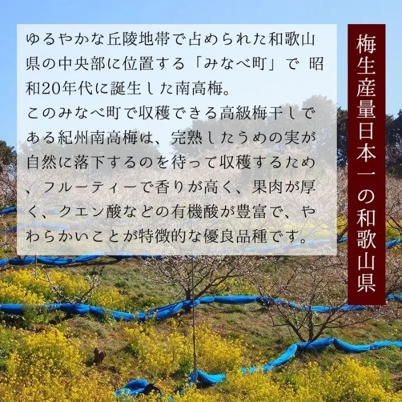 紀州五代の夢想　10粒【azmn007B】