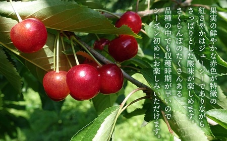 【令和8年産先行予約】こだわりのさくらんぼ「紅さやか」(Lサイズ以上)　バラ詰め 500g　いまいのさくらんぼ園　K-831